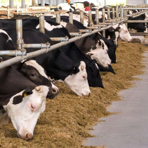 Schwarz weiß gefleckte Kühe stehen am Futtertisch und fressen